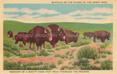 AK / Ansichtskarte Bueffel Buffalo Buffle-- Mountains Mississippi USA