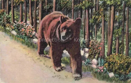 AK / Ansichtskarte Braunbaer Baer Bear Ours Orso-- 