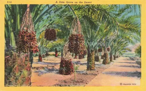 AK / Ansichtskarte Datteln Dates Datiles Datteri-- Palms Gardens Grove on the Desert 