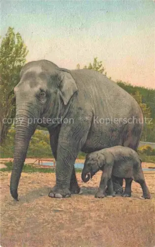 AK / Ansichtskarte Elefant 