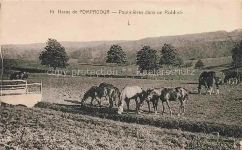 AK / Ansichtskarte Pompadour Arnac-Pompadour Brive-la-Gaillarde 19 Correze poulinieres dans un Paddock