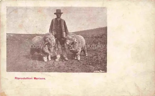 AK / Ansichtskarte Schaeferei Sheperding Bergerie-- Schaffe 