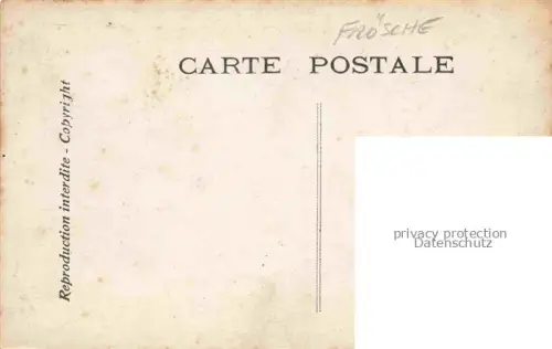 AK / Ansichtskarte Foto ELD Nr. Froesche les Crapauds Chantecler 