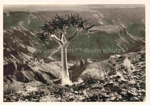 AK / Ansichtskarte Kakteen Cacti Cactus-- Kandelaber Aloe am Fischfluss Kanyon 