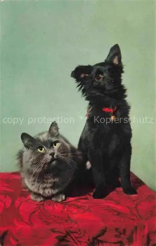 AK / Ansichtskarte KATZEN Cats Chats Gatos Gatti-- Hunde Dogs Chiens