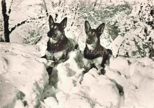 AK / Ansichtskarte Schaeferhund Deutscher German Shepard allemand-- Hotel Wolf Markstein Wesseling