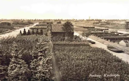 AK / Ansichtskarte Boskoop Zuid-Holland NL Kwekerijen Baumschule