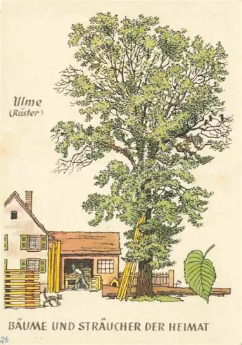 AK / Ansichtskarte Baeume Trees Arbres Arboles Ulme Ruester Straeucher de Heimat 