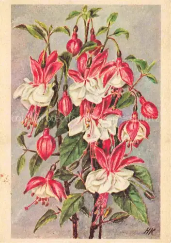 AK / Ansichtskarte Glockenblume Bellflower Campanule Campanilla Camapanula-- Krebs Hedwig 