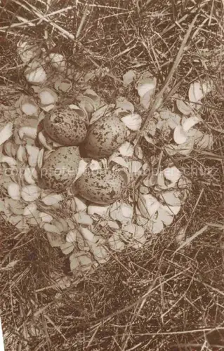 AK / Ansichtskarte Voegel Birds Oiseaux Uccelli Pajaros-- Muschelnest des Austernfischers 