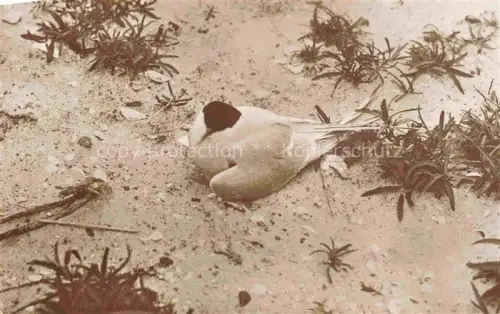 AK / Ansichtskarte Voegel Birds Oiseaux Uccelli Pajaros-- Bruetende Kuestenseeschwalbe 