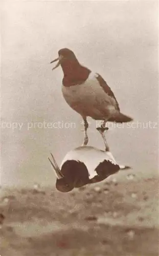 AK / Ansichtskarte Voegel Birds Oiseaux Uccelli Pajaros-- Schreiender Austernfischer 