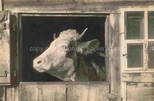 AK / Ansichtskarte Kuehe Sehnsuechtiger Ausguck 