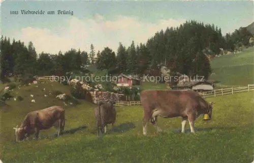 AK / Ansichtskarte Bruenig BE Viehweide