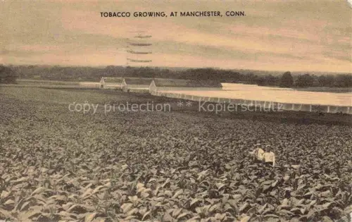 AK / Ansichtskarte Manchester Connecticut USA Tobacco Growing