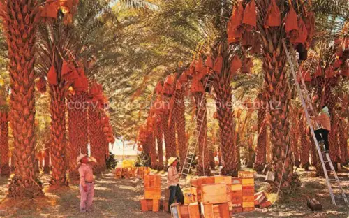 AK / Ansichtskarte Coachella Valley California USA Date Harvest