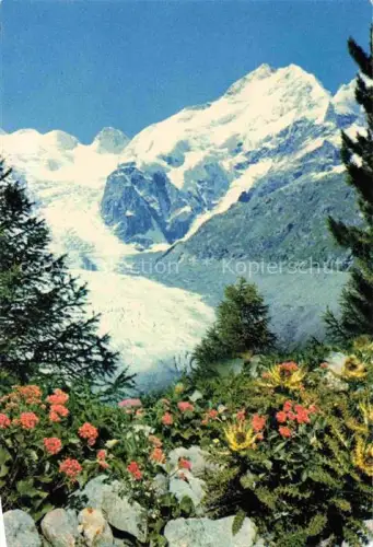 AK / Ansichtskarte Piz Bernina 4049m GR Panorama Alpenflora