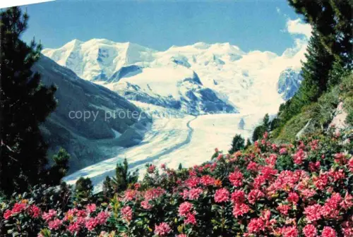 AK / Ansichtskarte Piz Palue 3905m GR und Bellavista mit Alpenrosenfeld