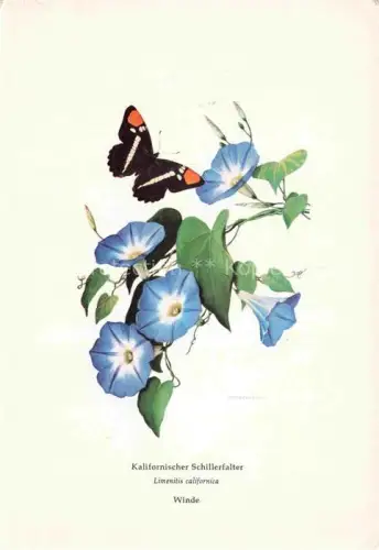 AK / Ansichtskarte Blumen Flowers Fleurs Kalifornischer Schillerfalter Winde Voegel Schmetterling 