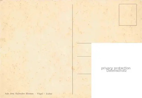 AK / Ansichtskarte Blumen Flowers Fleurs Kalifornischer Schillerfalter Winde Voegel Schmetterling 