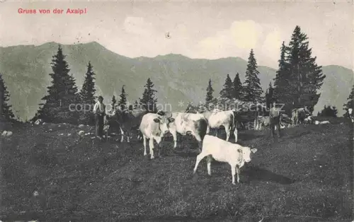 AK / Ansichtskarte Axalphorn 2321m Brienz BE Kuehe