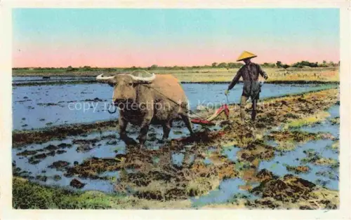AK / Ansichtskarte Hanoi Vietnam Aux environs un cultivateur et son buffle