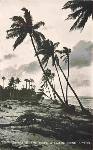 AK / Ansichtskarte COLOMBO  Ceylon Sri Lanka Tramping Across the Sands Ceylon