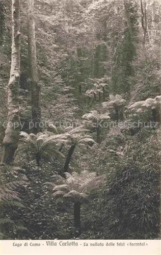 AK / Ansichtskarte Cadenabbia Griante Lago di Como Lombardia IT Villa Carlotta la vallata delle felci farrntal