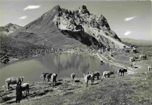 AK / Ansichtskarte Gotschnagrat 2285m Klosters Davos GR Casanna Kuehe 