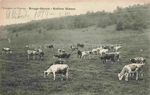 AK / Ansichtskarte Rouge Gazon Rothen Wasen Saint-Maurice-sur-Moselle 88 Vosges Troupeau au Pâturage