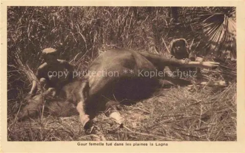 AK / Ansichtskarte Vietnam Gaur fermelle tué dans les plaines la Lagna M. Defosse