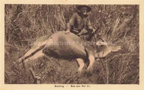 AK / Ansichtskarte Banting Vietnam Bos son Dai Cu Jagd M. Defosse