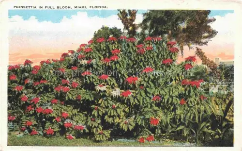 AK / Ansichtskarte MIAMI  Florida USA Poinsettia in full bloom