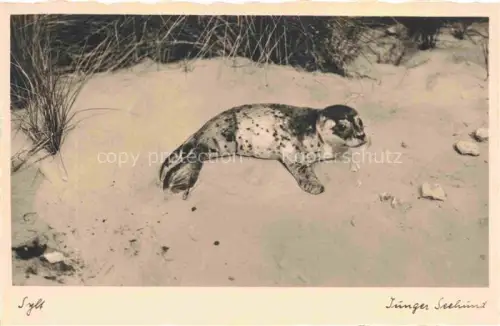 AK / Ansichtskarte SYLT Insel Schleswig-Holstein Junger Seehund