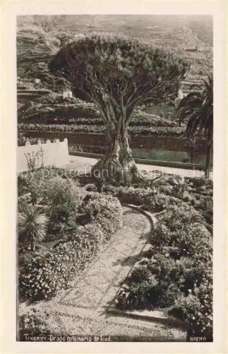 AK / Ansichtskarte Tenerife Islas Canarias Spanien ES Drago milenario de lead