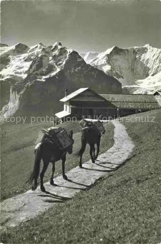 AK / Ansichtskarte Grindelwald BE Maultierpost Station First-Faulhorn Mettenberg Fischerhoerner Berner Alpen
