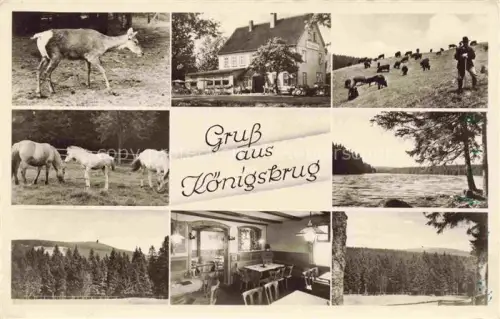 AK / Ansichtskarte Braunlage Harz Niedersachsen Gaststaette Koenigskrug Gasttraum Wildpark Panorama