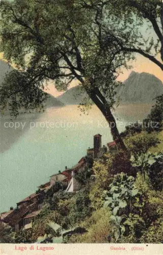 AK / Ansichtskarte Lago di LUGANO TI Gandria Olivi 