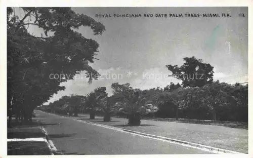AK / Ansichtskarte MIAMI  Florida USA Royal Poinciana and Date Palm Trees