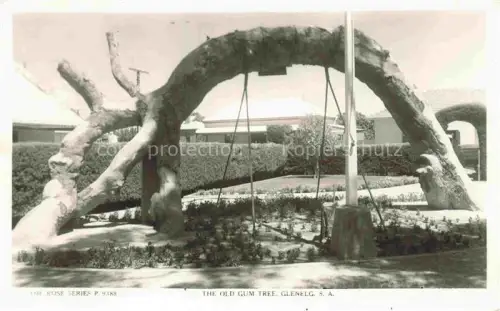 AK / Ansichtskarte Glenelg South Australia The old Gum Tree. Glenelg. S.A.