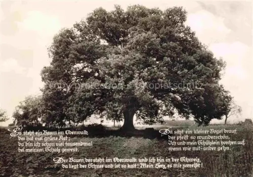 AK / Ansichtskarte Baeume Trees Arbres Arboles Die Rieseneiche in momart Bad Koenig Oberwald