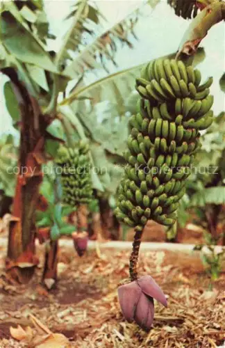 AK / Ansichtskarte Bananen Bananas Bananes-- Gran Canaria Racimo di Platanos