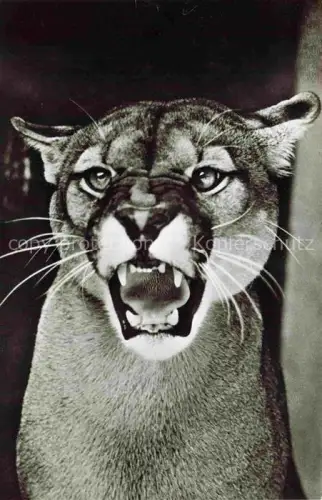 AK / Ansichtskarte Zoo Gardin Zoologique-- Frankfurt am Main Puma