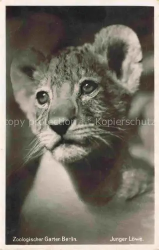 AK / Ansichtskarte Zoo Gardin Zoologique-- Berlin Junger Loewe