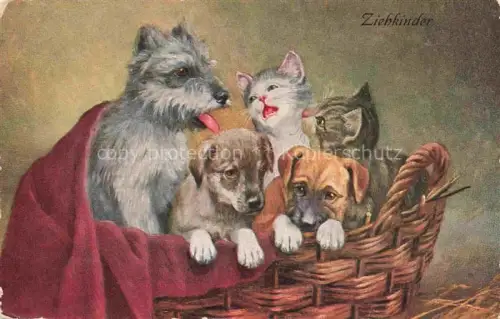 AK / Ansichtskarte HUNDE dogs chiens-- Katzen Ziehkinder 