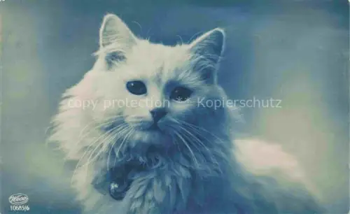 AK / Ansichtskarte Foto Weco Nr. 10685/6 Katze 