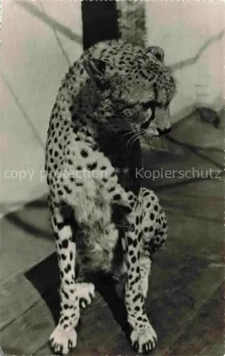 AK / Ansichtskarte Zoo Gardin Zoologique-- Gepard London 