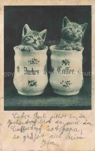 AK / Ansichtskarte KATZEN Cats Chats Gatos Gatti-- Krug 