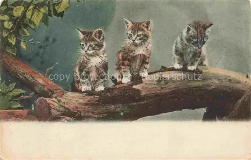 AK / Ansichtskarte KATZEN Cats Chats Gatos Gatti-- Baum Ast 