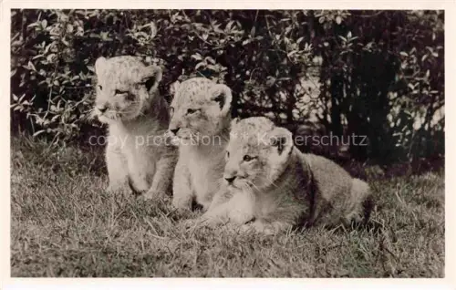 AK / Ansichtskarte Hagenbeck Park Hamburg Loewenbabys 
